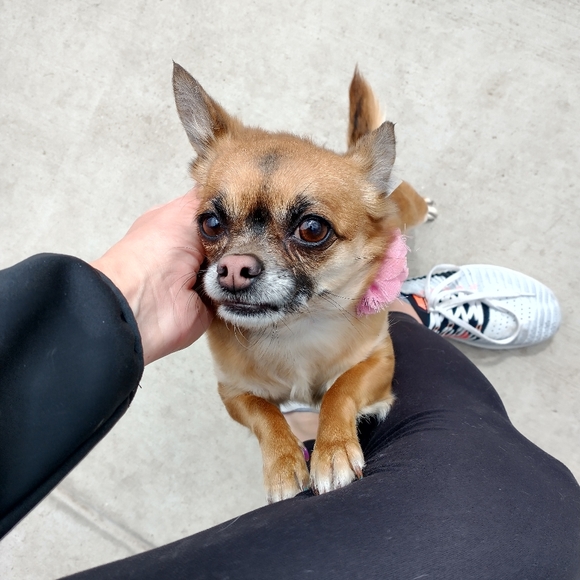 Foster dogs! - Picture 8 of 16